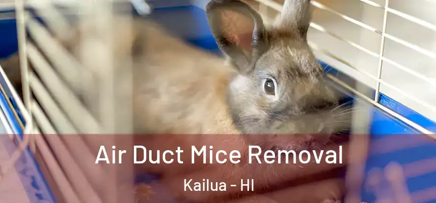 Air Duct Mice Removal Kailua - HI