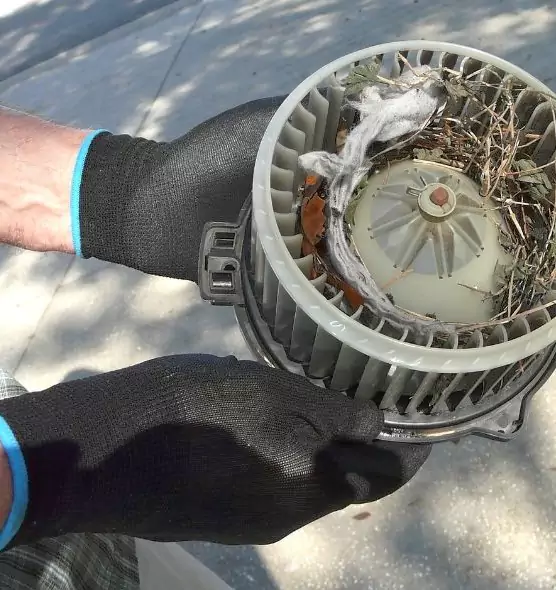 About Air Duct Mice Removal in Kailua, HI